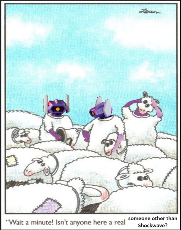 sheeps.jpg