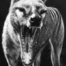 Thylacine 2000