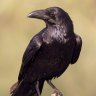 Corvus